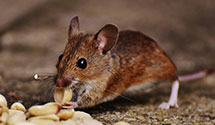 24 Hour & Emergency Exterminators in Crown Point, IN